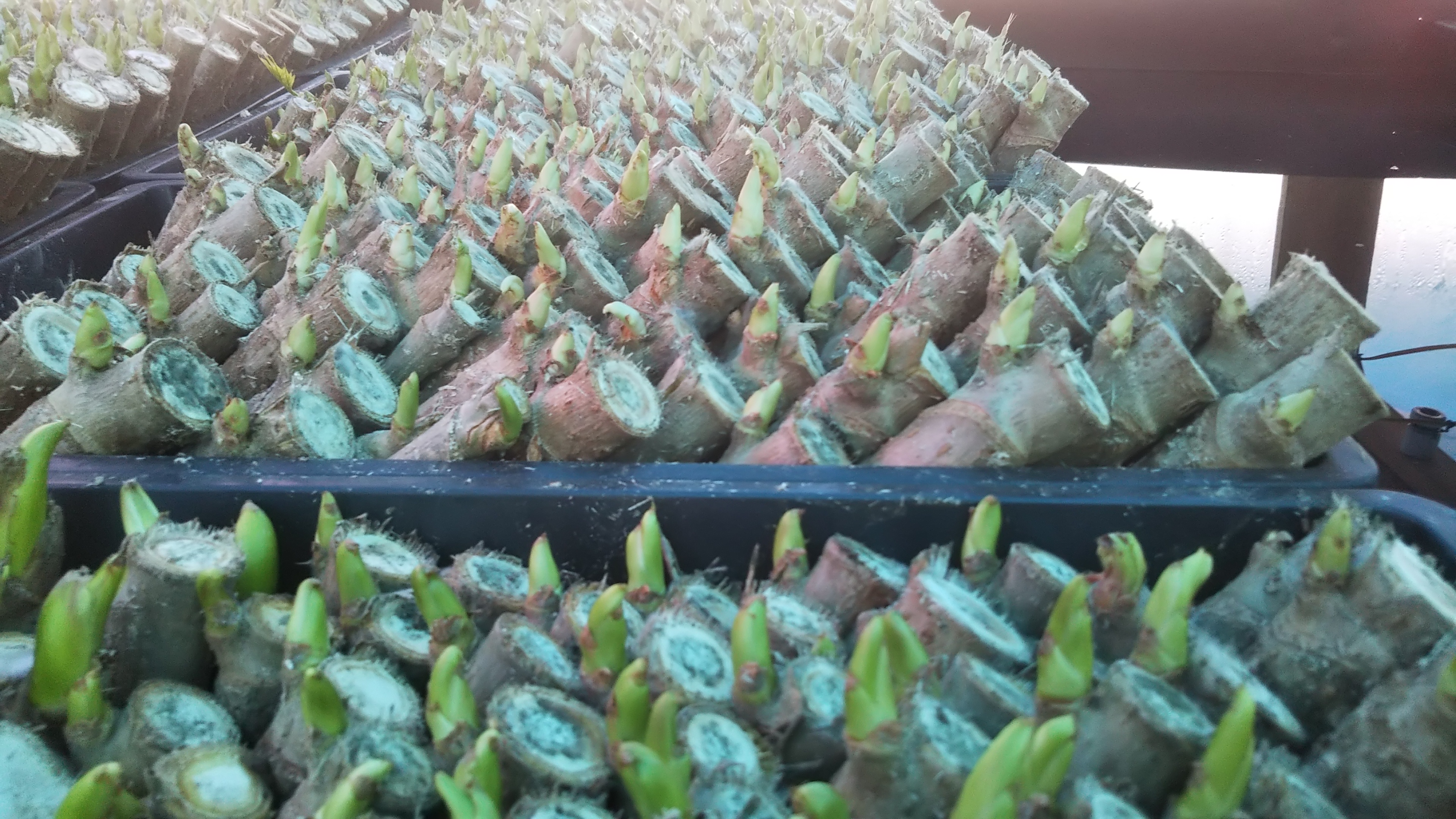 タラの芽のふかし栽培で生じるカビの防ぎ方 簡単に出来るカビ対策 Ikeikeファーム