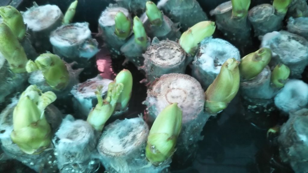 タラの芽のふかし栽培で生じるカビの防ぎ方 簡単に出来るカビ対策 Ikeikeファーム