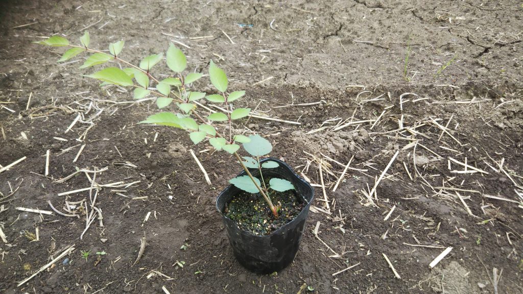 タラの木の増やし方は意外に簡単 タラの芽栽培に挑戦しよう Ikeikeファーム